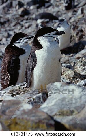 Stock Photography - Penguins On Rocks. Fotosearch