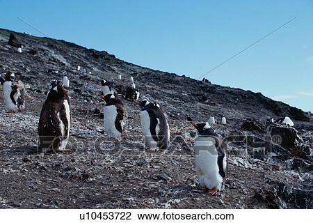 Stock Image - Penguins On Rocky Slope. Fotosearch
