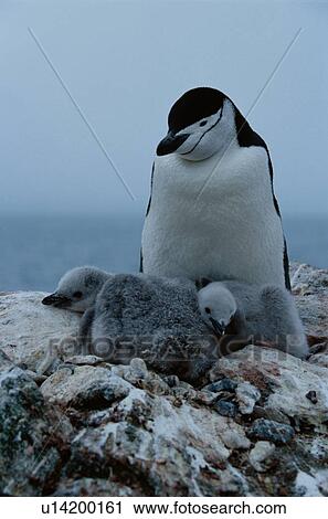 Penguins With Babies View Large Photo Image Stock Image - Penguins With Babies. Fotosearch