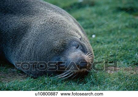 Stock Photo - Resting Sea Lion. Fotosearch