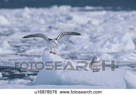 Stock Photograph - Sea Gull. Fotosearch