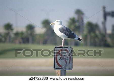 Stock Photograph - Sea Gull. Fotosearch