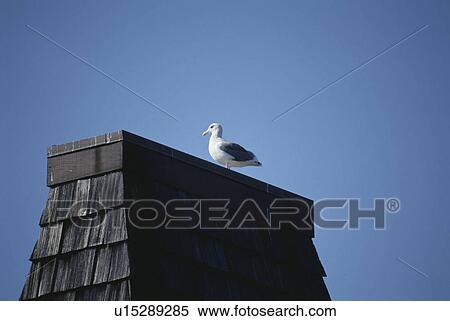 Sea Gull View Large Photo Image Stock Photography - Sea Gull. Fotosearch