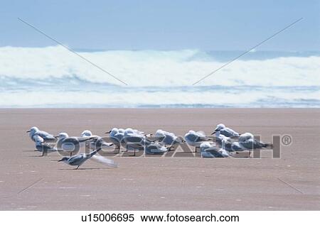 Sea Gulls On Beach View Large Photo Image Stock Photography - Sea Gulls On Beach. Fotosearch
