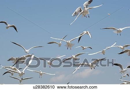Stock Image - Sea Gulls. Fotosearch