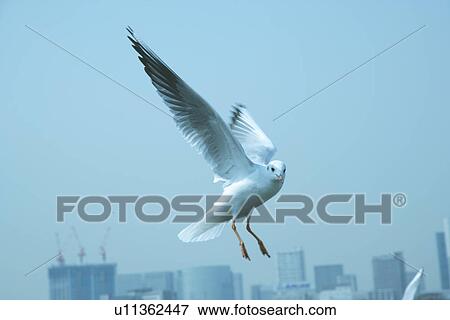 Sea Gulls View Large Photo Image Stock Photo - Sea Gulls. Fotosearch