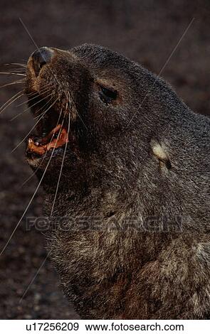 Sea Lion Roaring View Large Photo Image Stock Photo - Sea Lion Roaring. Fotosearch