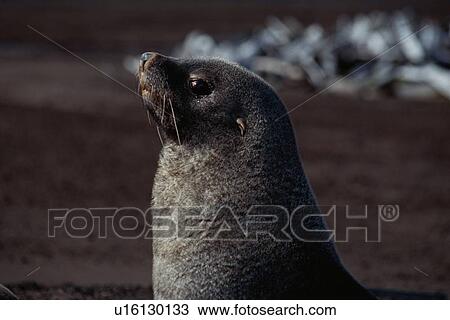 Sea Lion View Large Photo Image Stock Image - Sea Lion. Fotosearch