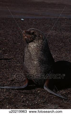 Sea Lion View Large Photo Image Stock Image - Sea Lion. Fotosearch