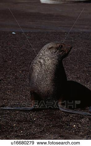 Sea Lion View Large Photo Image Stock Photo - Sea Lion. Fotosearch