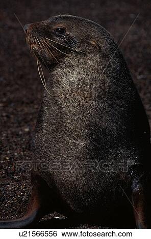 Stock Photograph - Sea Lion. Fotosearch