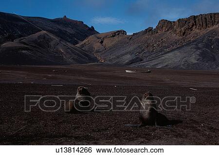 Stock Photograph - Sea Lions In Front Of Rocks. Fotosearch
