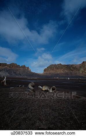Stock Image - Sea Lions On Shore. Fotosearch