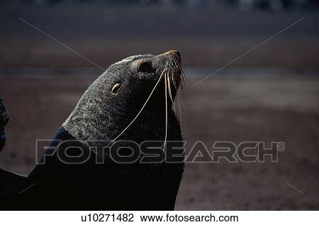 Sea Lions View Large Photo Image Stock Image - Sea Lions. Fotosearch
