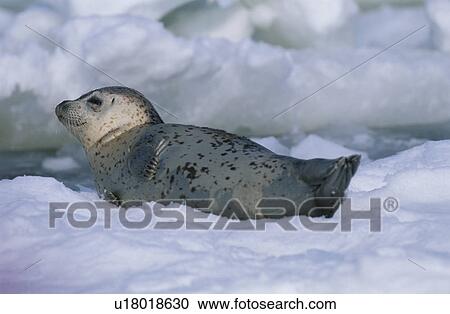 Seal View Large Photo Image Stock Image - Seal. Fotosearch