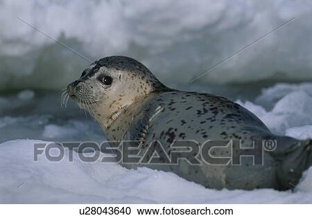Seal View Large Photo Image Stock Image - Seal. Fotosearch