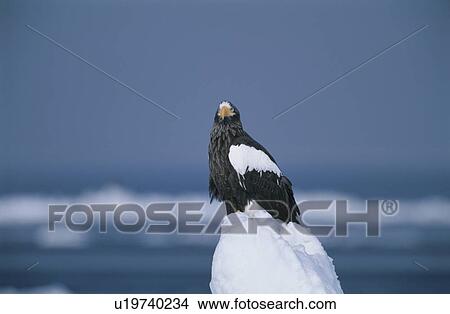 Picture - Steller'S Sea Eagle. Fotosearch