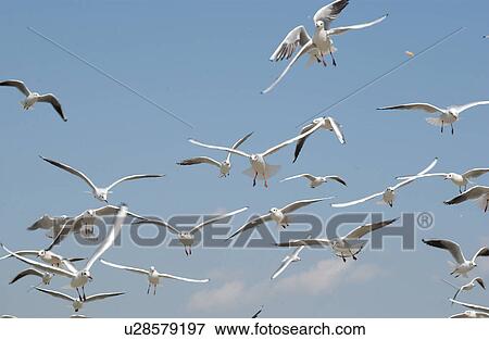 The Group Of A Sea Gull View Large Photo Image Stock Photo - The Group Of A Sea Gull. Fotosearch