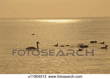 Stock Image - The Sea And A Waterfowl. Fotosearch
