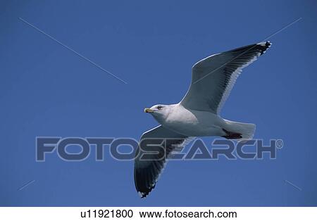 Stock Image - The Sea Gull In Shiretoko. Fotosearch