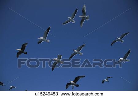 The Sea Gull In Shiretoko View Large Photo Image Stock Image - The Sea Gull In Shiretoko. Fotosearch