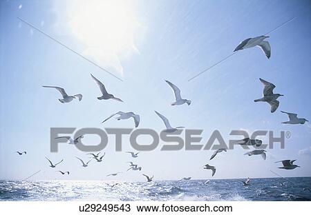 Stock Image - The Sea Gull In Shiretoko. Fotosearch