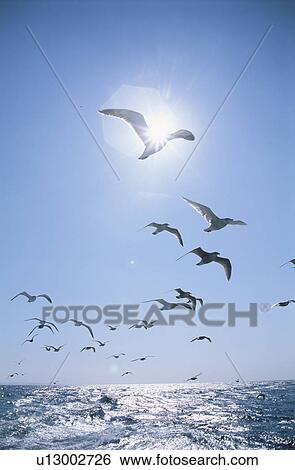 The Sea Gull In Shiretoko View Large Photo Image Stock Photograph - The Sea Gull In Shiretoko. Fotosearch