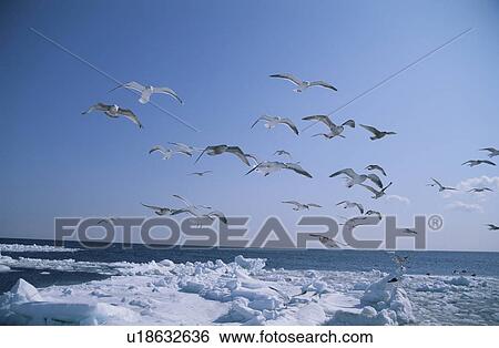 The Sea Gull In Shiretoko View Large Photo Image Stock Photograph - The Sea Gull In Shiretoko. Fotosearch