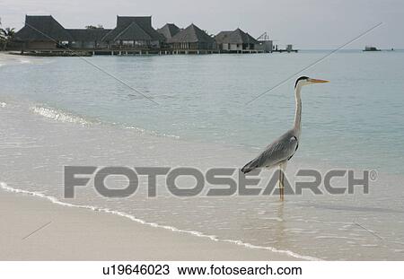 Stock Image - The Snowy Heron Which Stands Still At The Beach. Fotosearch