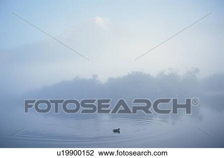 Stock Image - The Waterfowl In The Lake. Fotosearch