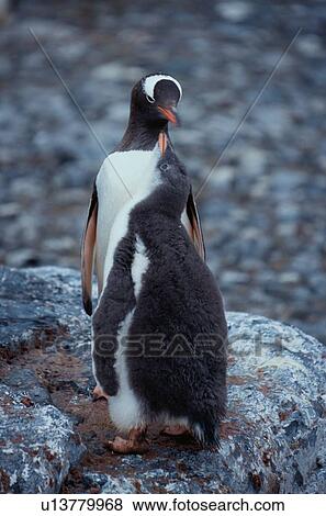 Two Penguins On Rock View Large Photo Image Stock Photo - Two Penguins On Rock. Fotosearch