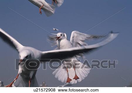 Two Sea Gulls View Large Photo Image Stock Photo - Two Sea Gulls. Fotosearch