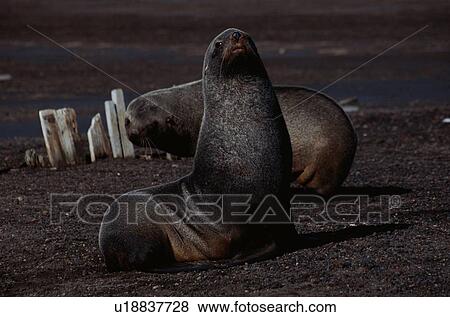 Stock Photo - Two Sea Lions. Fotosearch