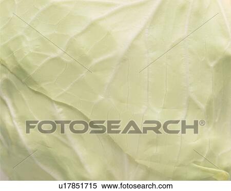 Cabbage Leaf View Large Photo Image Stock Photography - Cabbage Leaf. Fotosearch