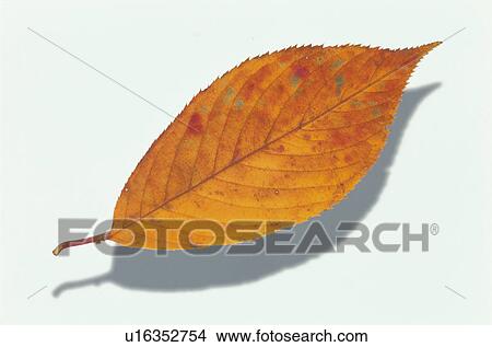 Autumn Leaves View Large Photo Image Picture - Autumn Leaves. Fotosearch
