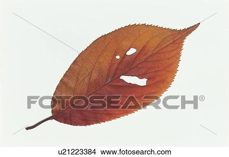 Picture - Autumn Leaves. Fotosearch