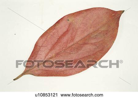 Autumn Leaves View Large Photo Image Stock Image - Autumn Leaves. Fotosearch