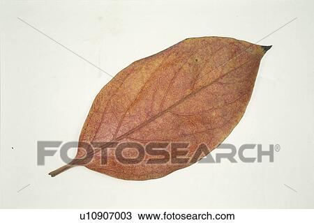 Autumn Leaves View Large Photo Image Stock Image - Autumn Leaves. Fotosearch