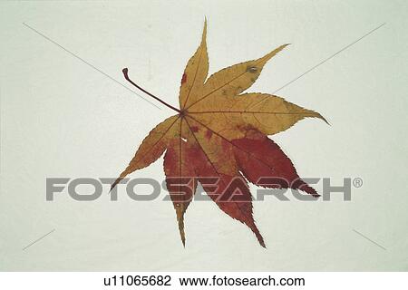 Autumn Leaves View Large Photo Image Stock Image - Autumn Leaves. Fotosearch
