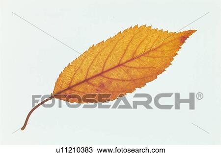 Stock Image - Autumn Leaves. Fotosearch