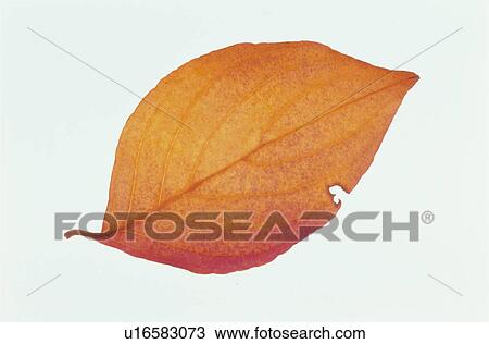 Stock Image - Autumn Leaves. Fotosearch