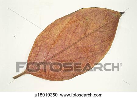 Autumn Leaves View Large Photo Image Stock Image - Autumn Leaves. Fotosearch