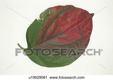 Autumn Leaves View Large Photo Image Stock Image - Autumn Leaves. Fotosearch
