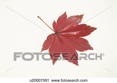 Stock Image - Autumn Leaves. Fotosearch
