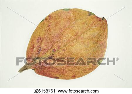 Autumn Leaves View Large Photo Image Stock Image - Autumn Leaves. Fotosearch