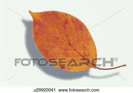 Stock Image - Autumn Leaves. Fotosearch