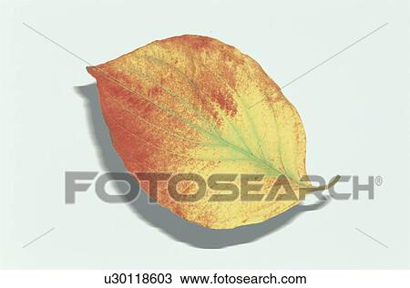Stock Image - Autumn Leaves. Fotosearch