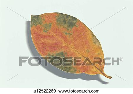 Autumn Leaves View Large Photo Image Stock Photo - Autumn Leaves. Fotosearch