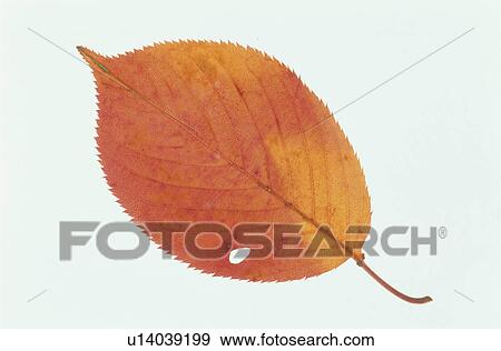 Stock Photo - Autumn Leaves. Fotosearch