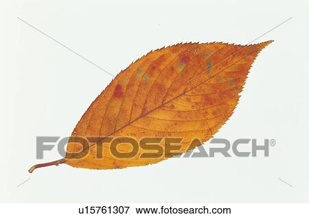 Stock Photo - Autumn Leaves. Fotosearch